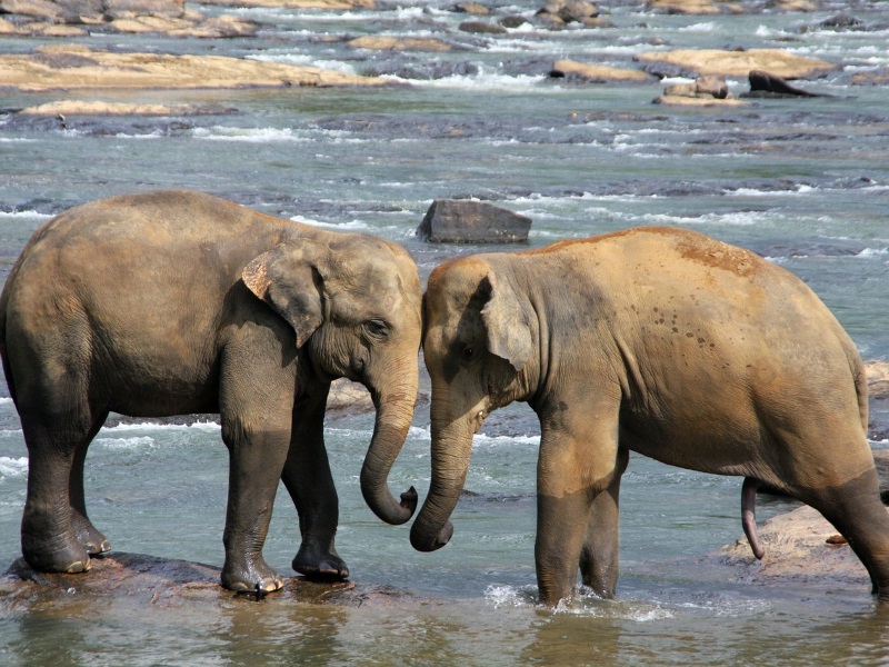 Sri Lanka's wildlife