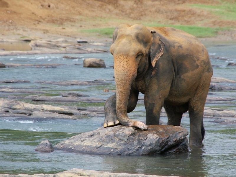 Sri Lanka's wildlife